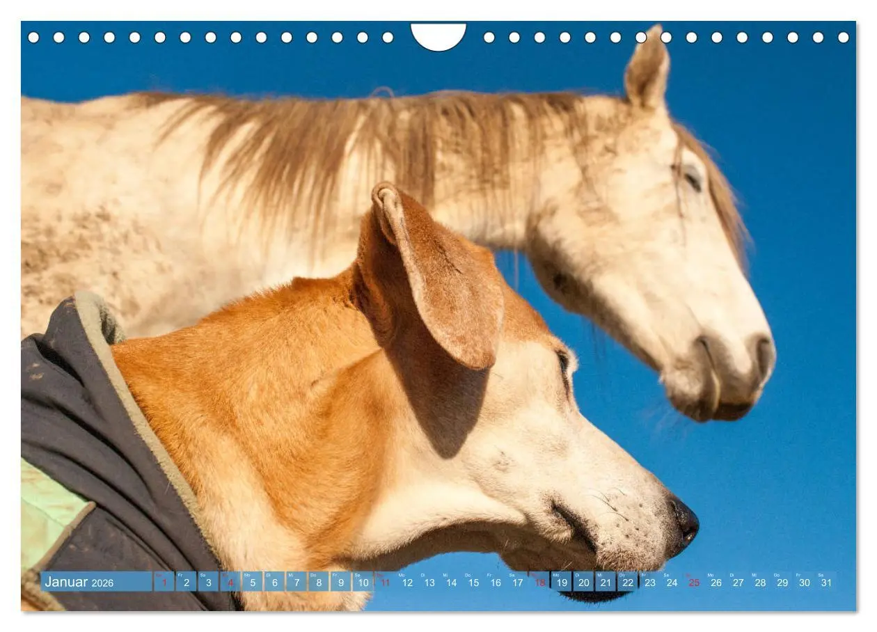 Bild: 9783457925645 | Pferd und Hund - Vierbeinige Freunde (Wandkalender 2026 DIN A4...