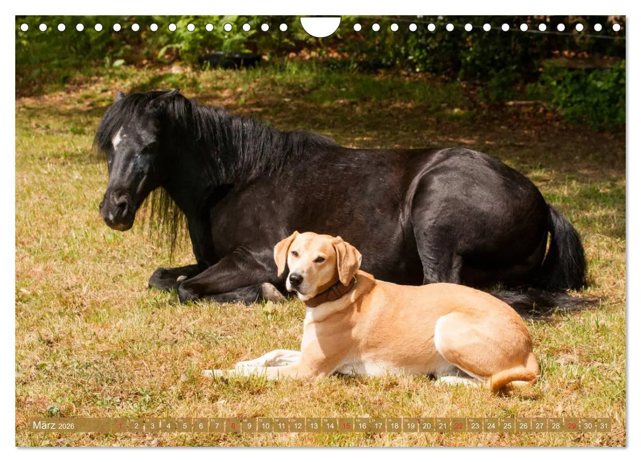 Bild: 9783457925645 | Pferd und Hund - Vierbeinige Freunde (Wandkalender 2026 DIN A4...