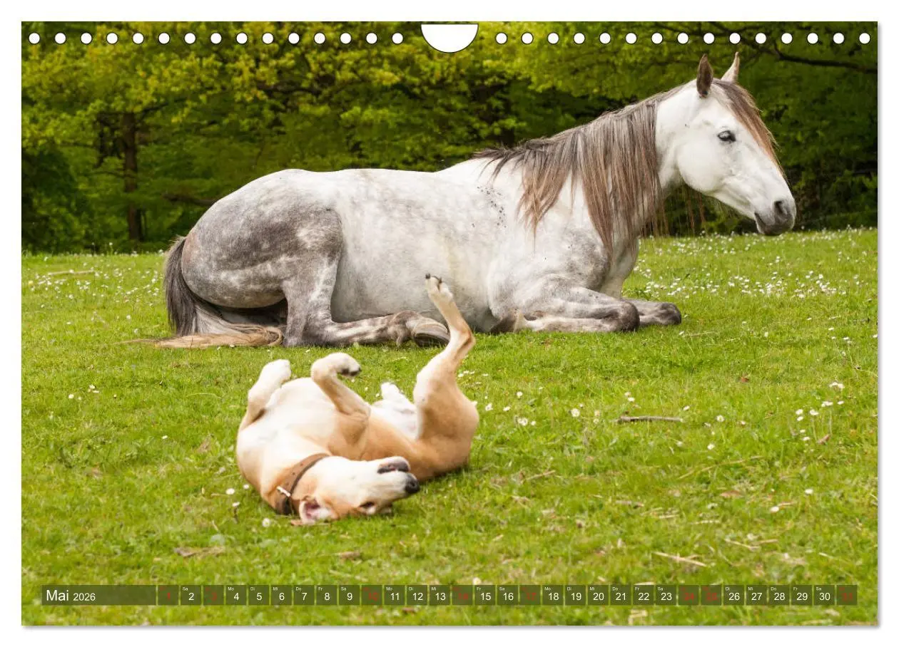 Bild: 9783457925645 | Pferd und Hund - Vierbeinige Freunde (Wandkalender 2026 DIN A4...