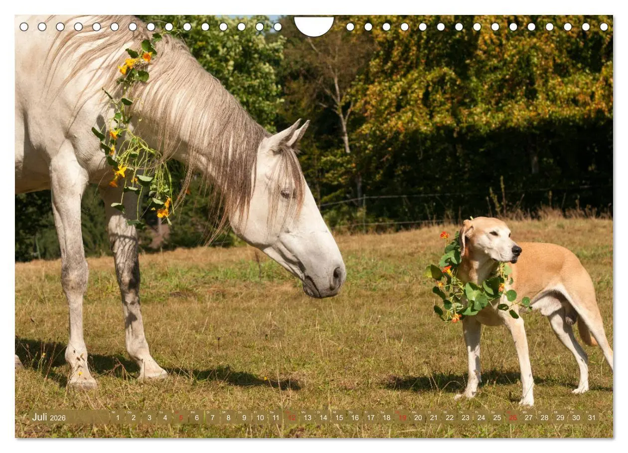 Bild: 9783457925645 | Pferd und Hund - Vierbeinige Freunde (Wandkalender 2026 DIN A4...