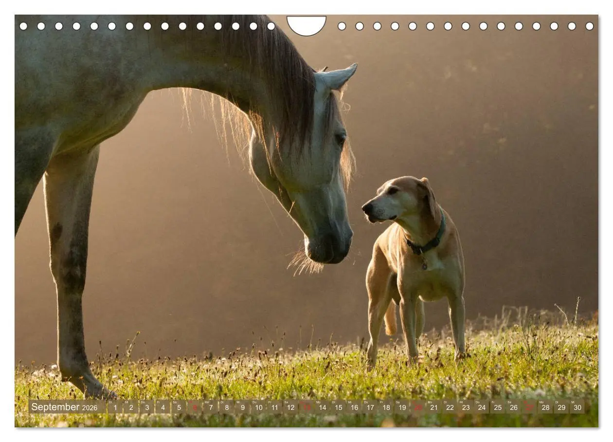 Bild: 9783457925645 | Pferd und Hund - Vierbeinige Freunde (Wandkalender 2026 DIN A4...