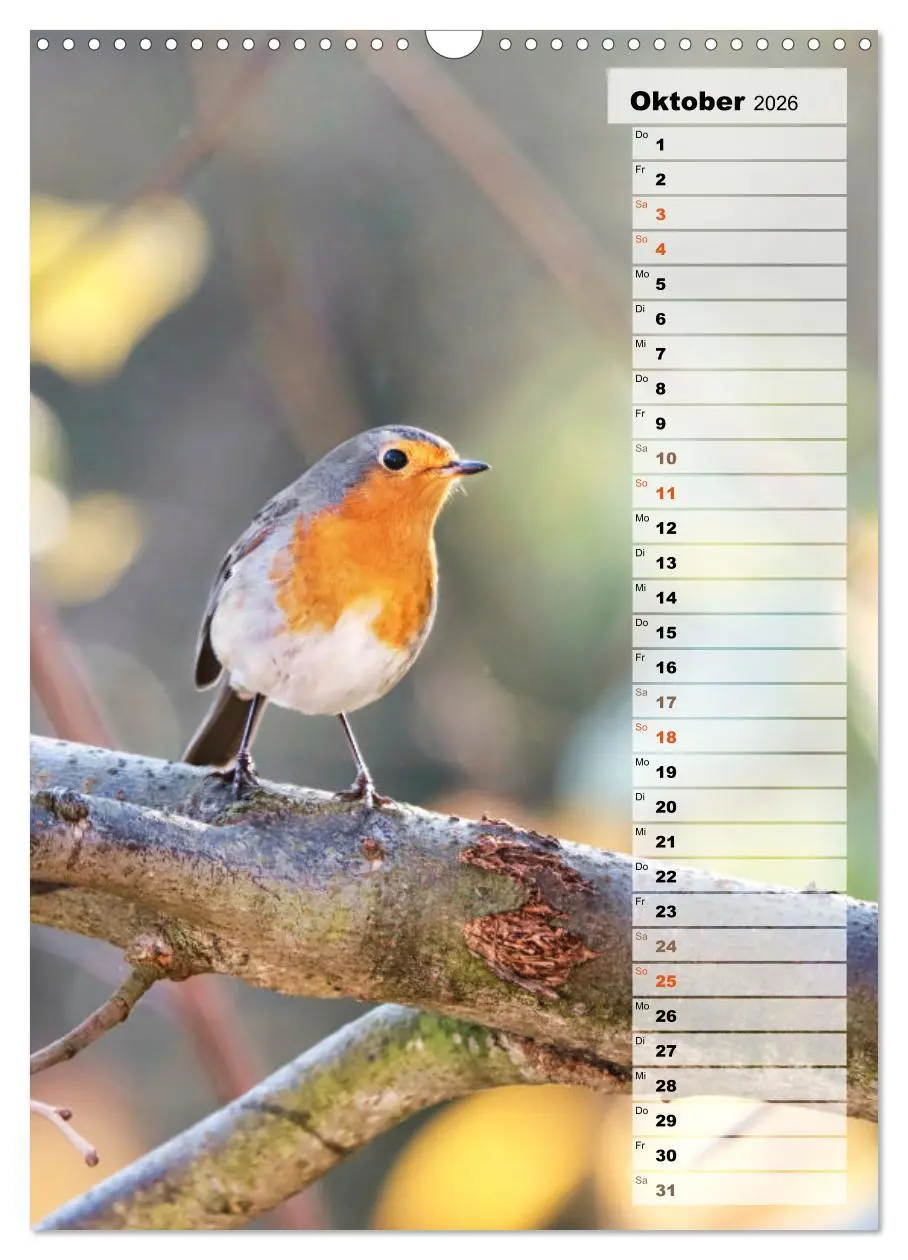Bild: 9783516325645 | Niedliche Rotkehlchen (Wandkalender 2026 DIN A3 hoch), CALVENDO...