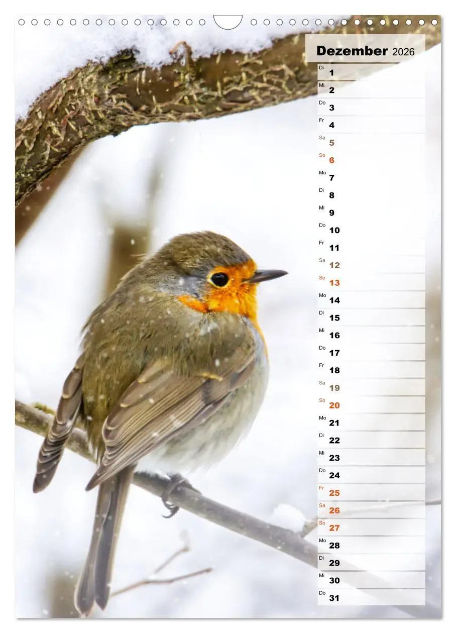 Bild: 9783516325645 | Niedliche Rotkehlchen (Wandkalender 2026 DIN A3 hoch), CALVENDO...