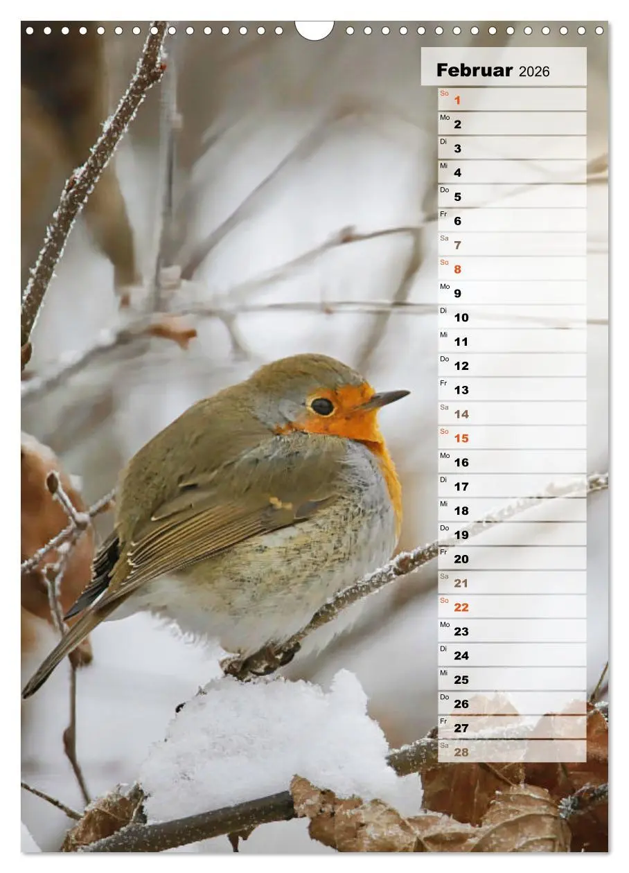 Bild: 9783516325645 | Niedliche Rotkehlchen (Wandkalender 2026 DIN A3 hoch), CALVENDO...