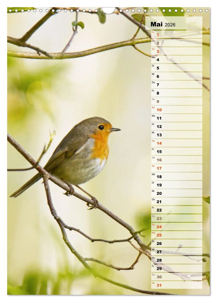 Bild: 9783516325645 | Niedliche Rotkehlchen (Wandkalender 2026 DIN A3 hoch), CALVENDO...