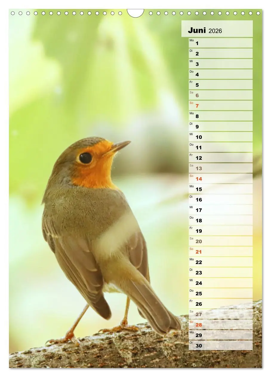 Bild: 9783516325645 | Niedliche Rotkehlchen (Wandkalender 2026 DIN A3 hoch), CALVENDO...