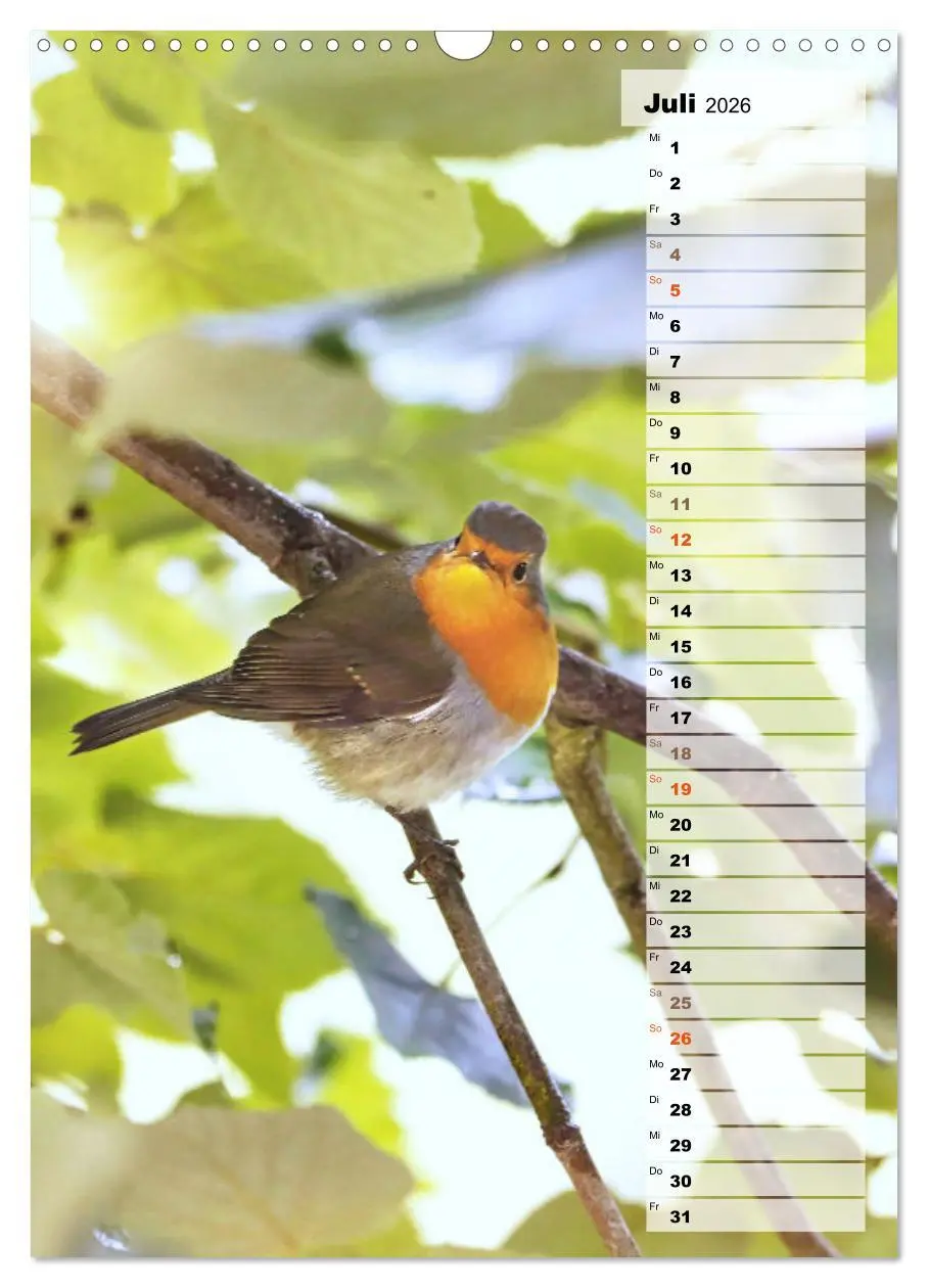 Bild: 9783516325645 | Niedliche Rotkehlchen (Wandkalender 2026 DIN A3 hoch), CALVENDO...