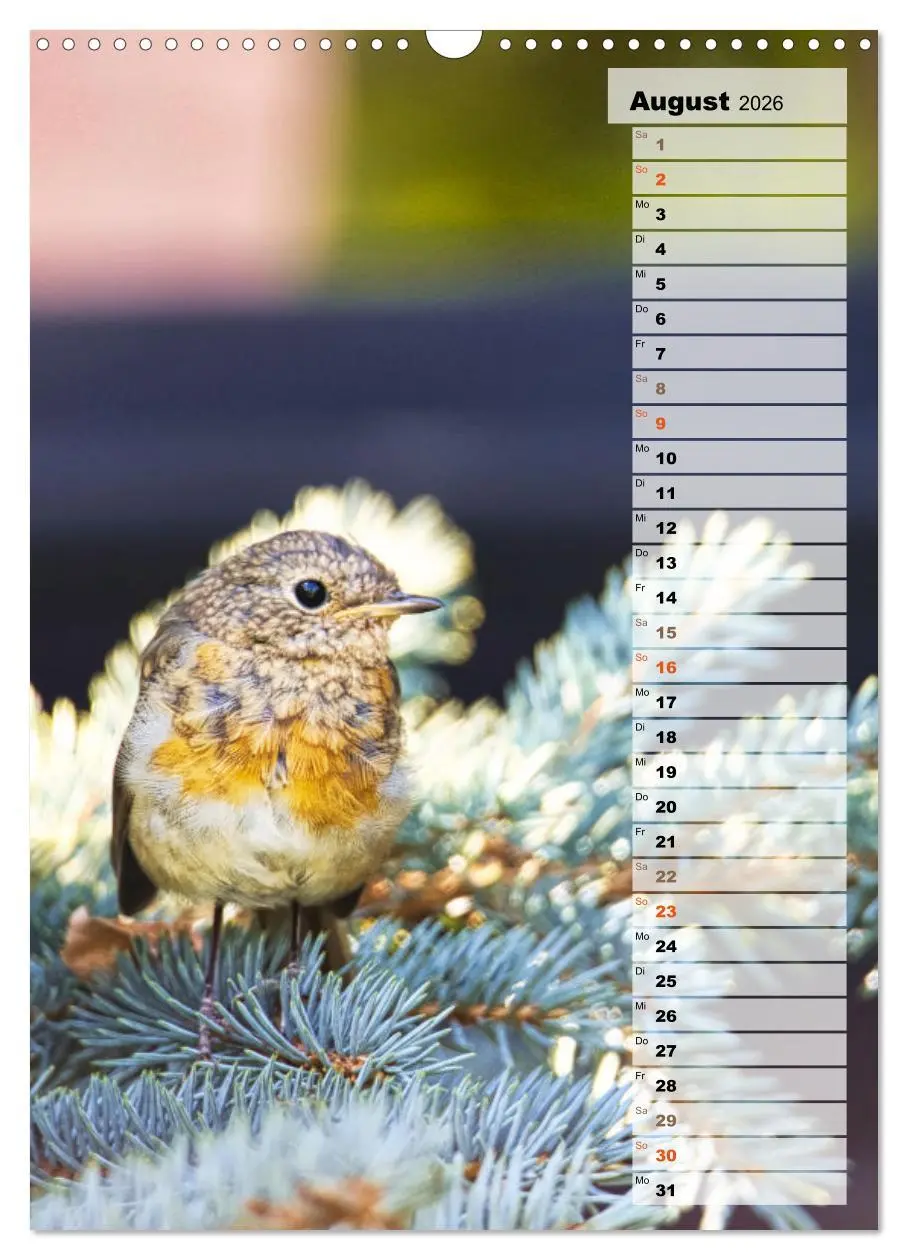 Bild: 9783516325645 | Niedliche Rotkehlchen (Wandkalender 2026 DIN A3 hoch), CALVENDO...