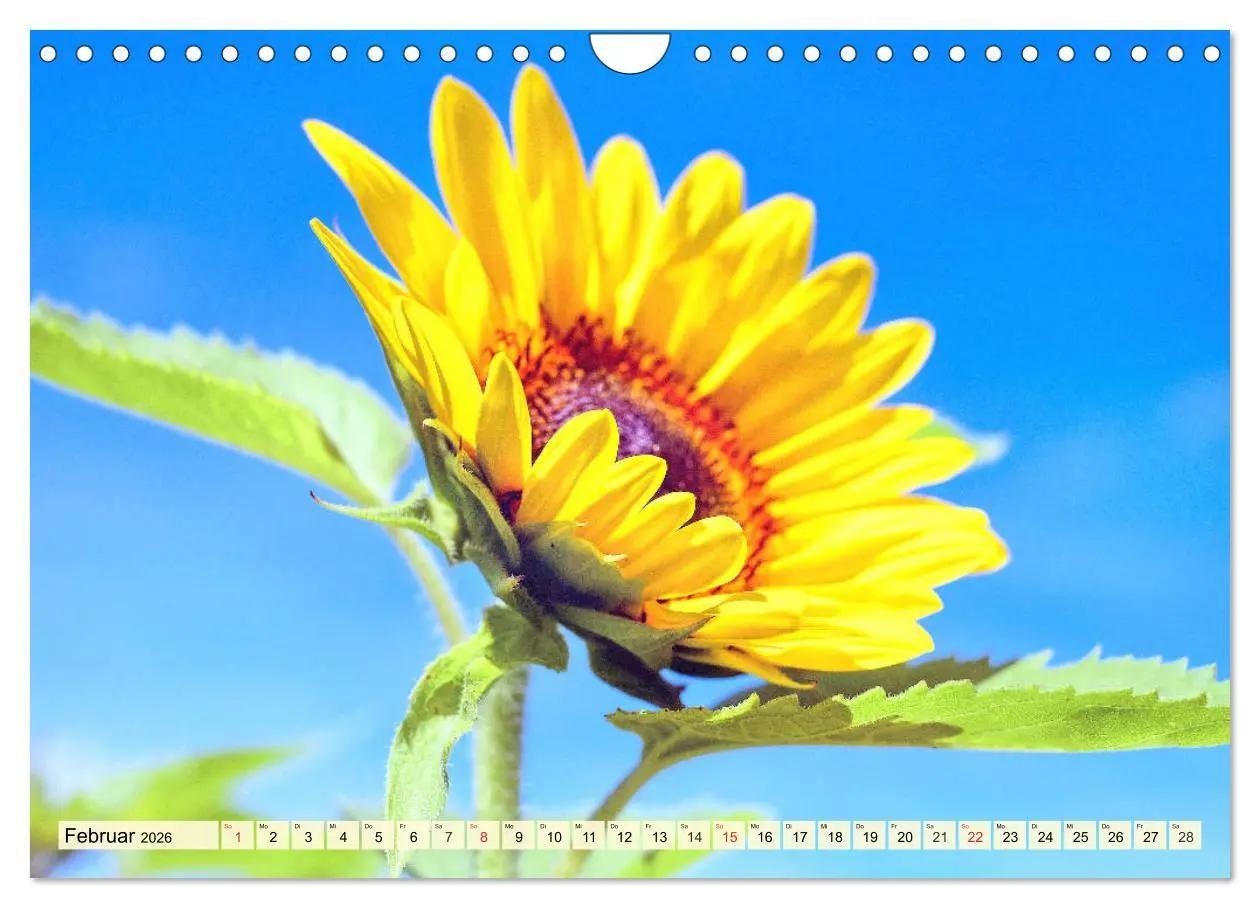 Bild: 9783457765845 | Sonnenblumen. Das Strahlen des Sommers (Wandkalender 2026 DIN A4...