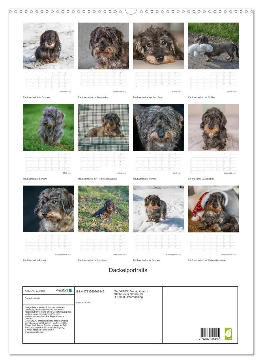 Bild: 9783569705845 | Dackelportraits (Wandkalender 2027 DIN A2 hoch), CALVENDO...