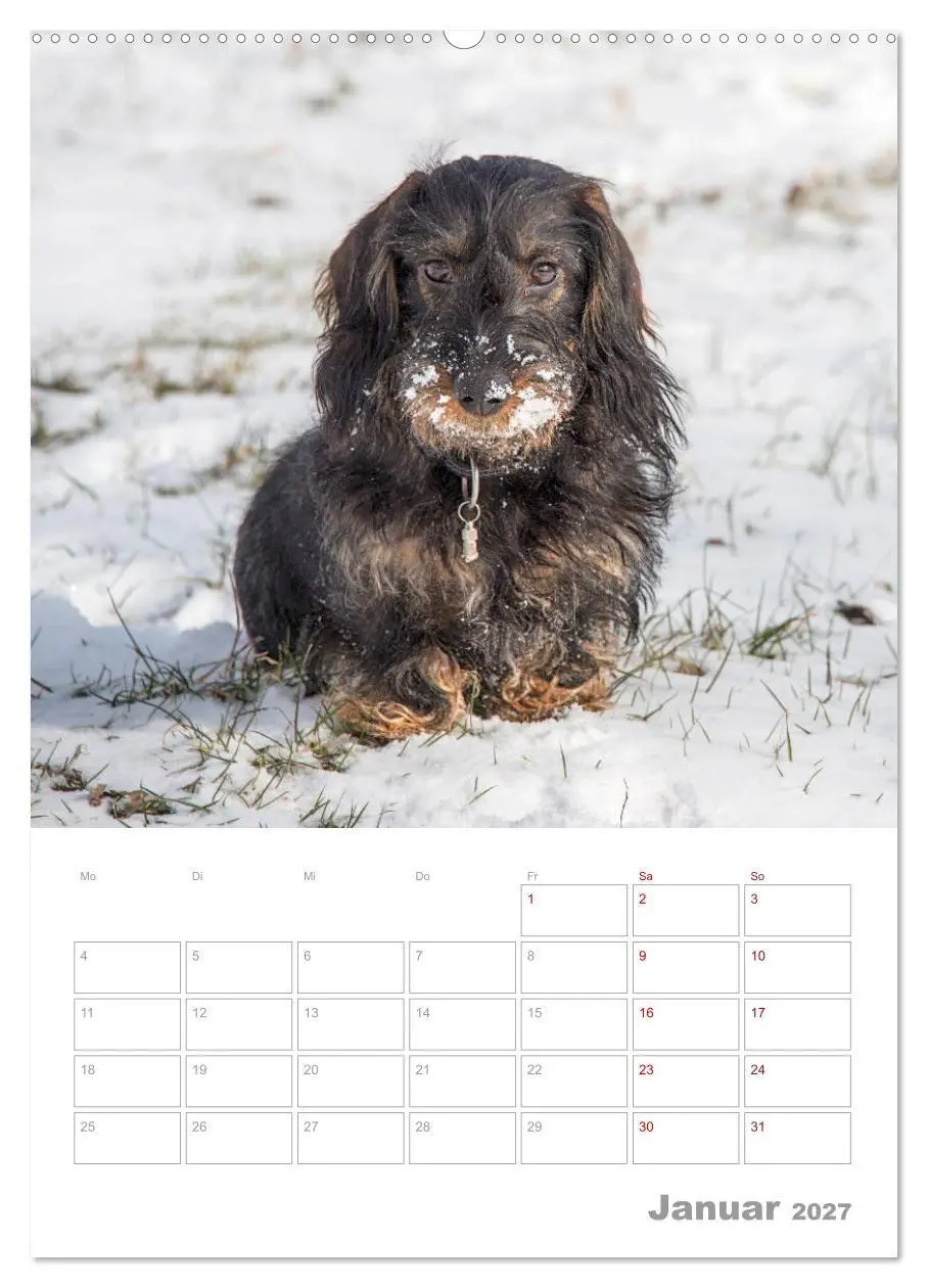 Bild: 9783569705845 | Dackelportraits (Wandkalender 2027 DIN A2 hoch), CALVENDO...