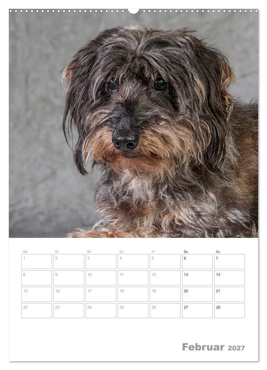 Bild: 9783569705845 | Dackelportraits (Wandkalender 2027 DIN A2 hoch), CALVENDO...