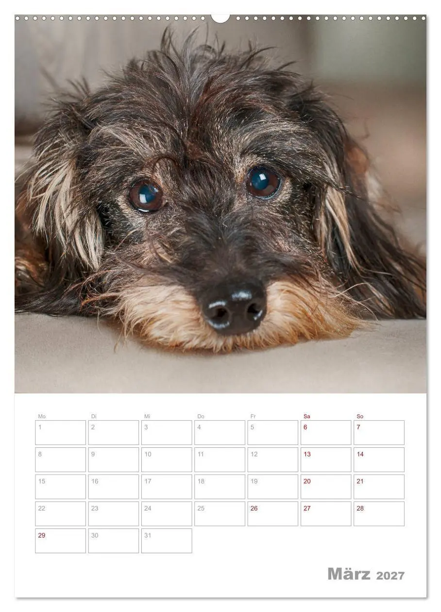Bild: 9783569705845 | Dackelportraits (Wandkalender 2027 DIN A2 hoch), CALVENDO...