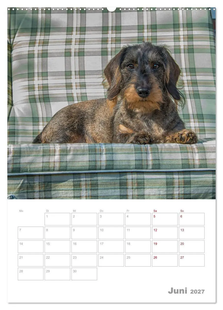 Bild: 9783569705845 | Dackelportraits (Wandkalender 2027 DIN A2 hoch), CALVENDO...
