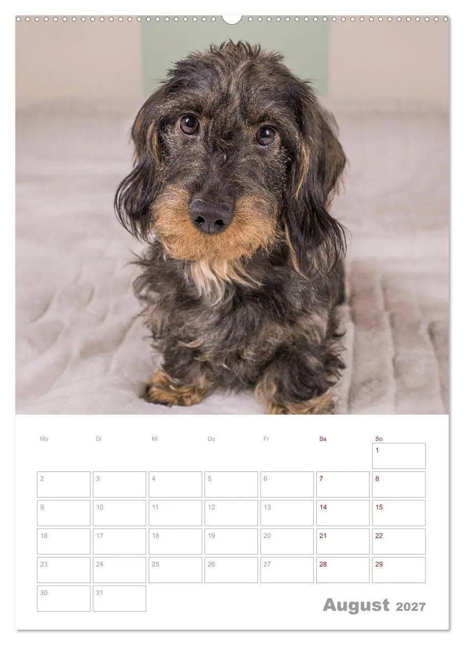 Bild: 9783569705845 | Dackelportraits (Wandkalender 2027 DIN A2 hoch), CALVENDO...