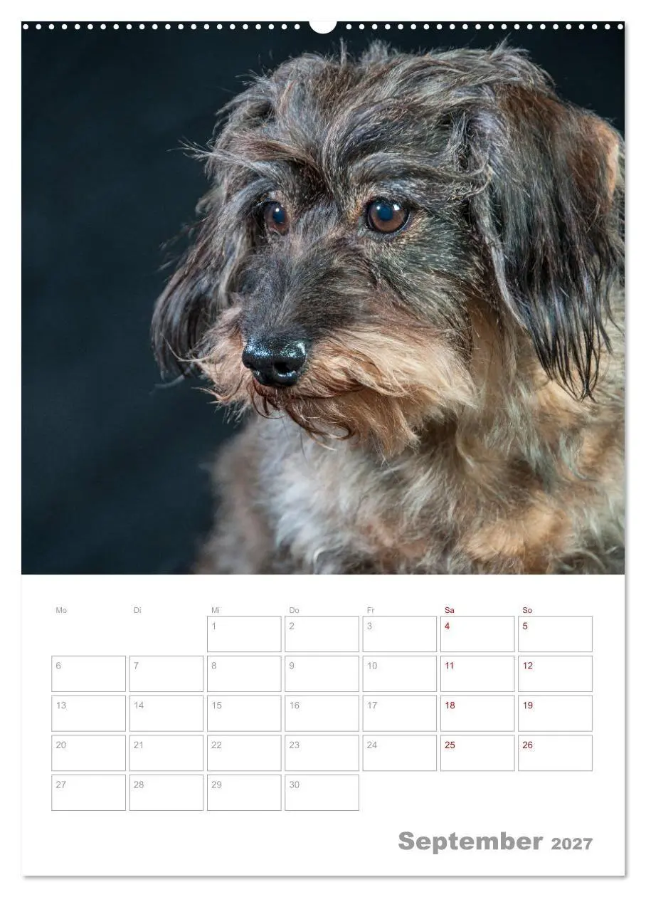 Bild: 9783569705845 | Dackelportraits (Wandkalender 2027 DIN A2 hoch), CALVENDO...