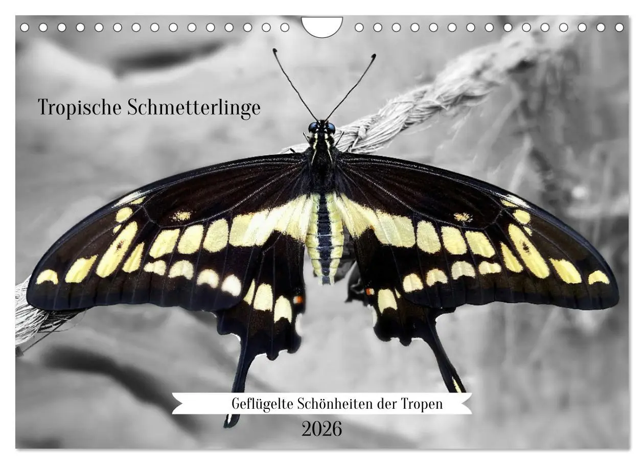 Cover: 9783457375945 | Geflügelte Schönheiten der Tropen (Wandkalender 2026 DIN A4 quer),...