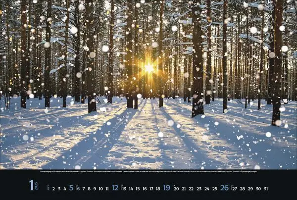 Bild: 9783731876045 | Magische Wälder 2025 | Korsch Verlag | Kalender | Spiralbindung | 2025