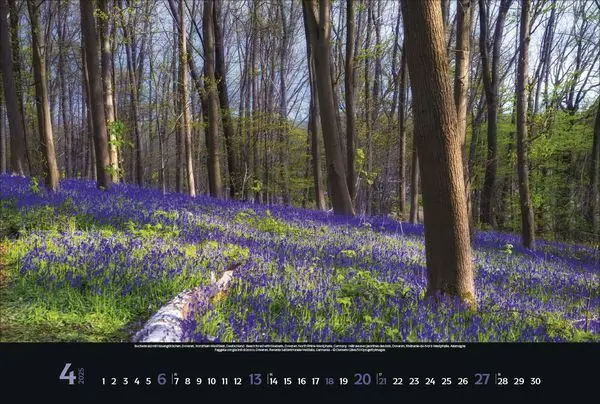 Bild: 9783731876045 | Magische Wälder 2025 | Korsch Verlag | Kalender | Spiralbindung | 2025