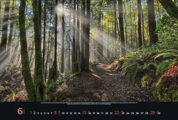 Bild: 9783731876045 | Magische Wälder 2025 | Korsch Verlag | Kalender | Spiralbindung | 2025