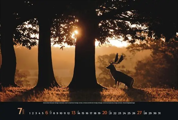 Bild: 9783731876045 | Magische Wälder 2025 | Korsch Verlag | Kalender | Spiralbindung | 2025