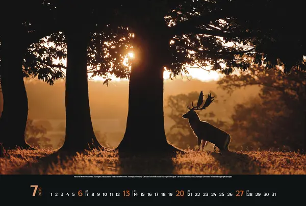 Bild: 9783731876045 | Magische Wälder 2025 | Korsch Verlag | Kalender | Spiralbindung | 2025