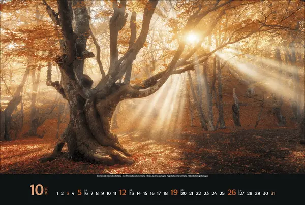 Bild: 9783731876045 | Magische Wälder 2025 | Korsch Verlag | Kalender | Spiralbindung | 2025