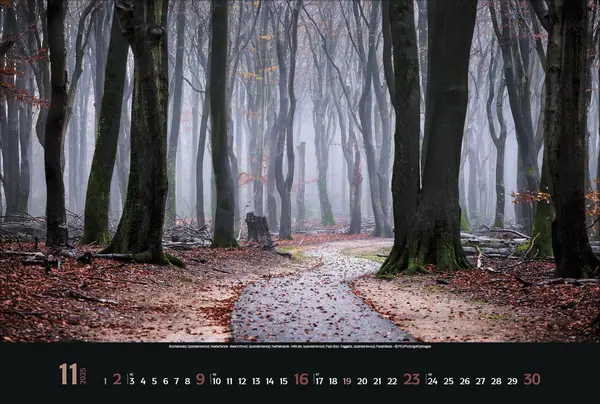 Bild: 9783731876045 | Magische Wälder 2025 | Korsch Verlag | Kalender | Spiralbindung | 2025