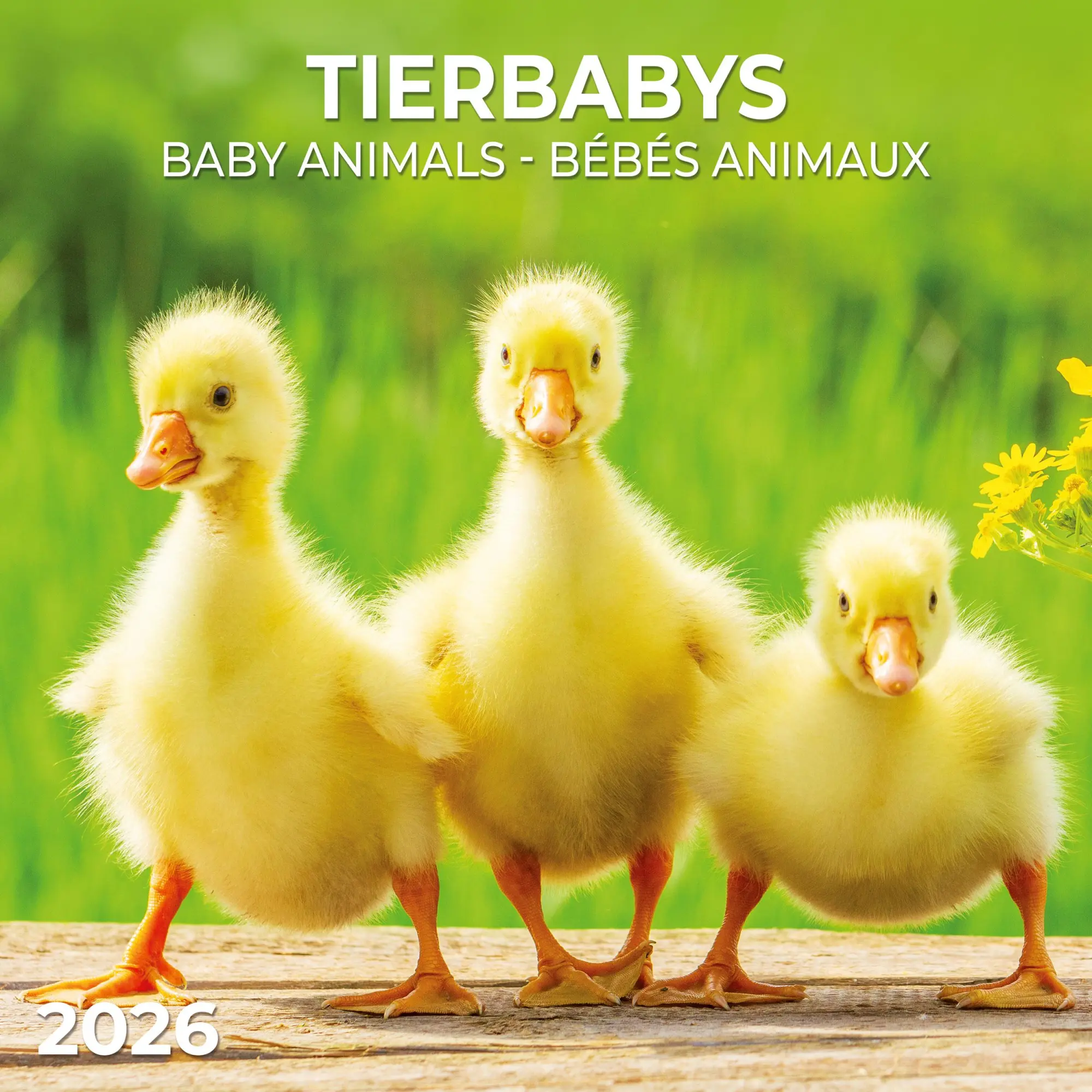 Cover: 9783959296045 | Tierbabys/Baby Animals 2026 | Kalender 2026 | Kalender | 28 S. | 2026
