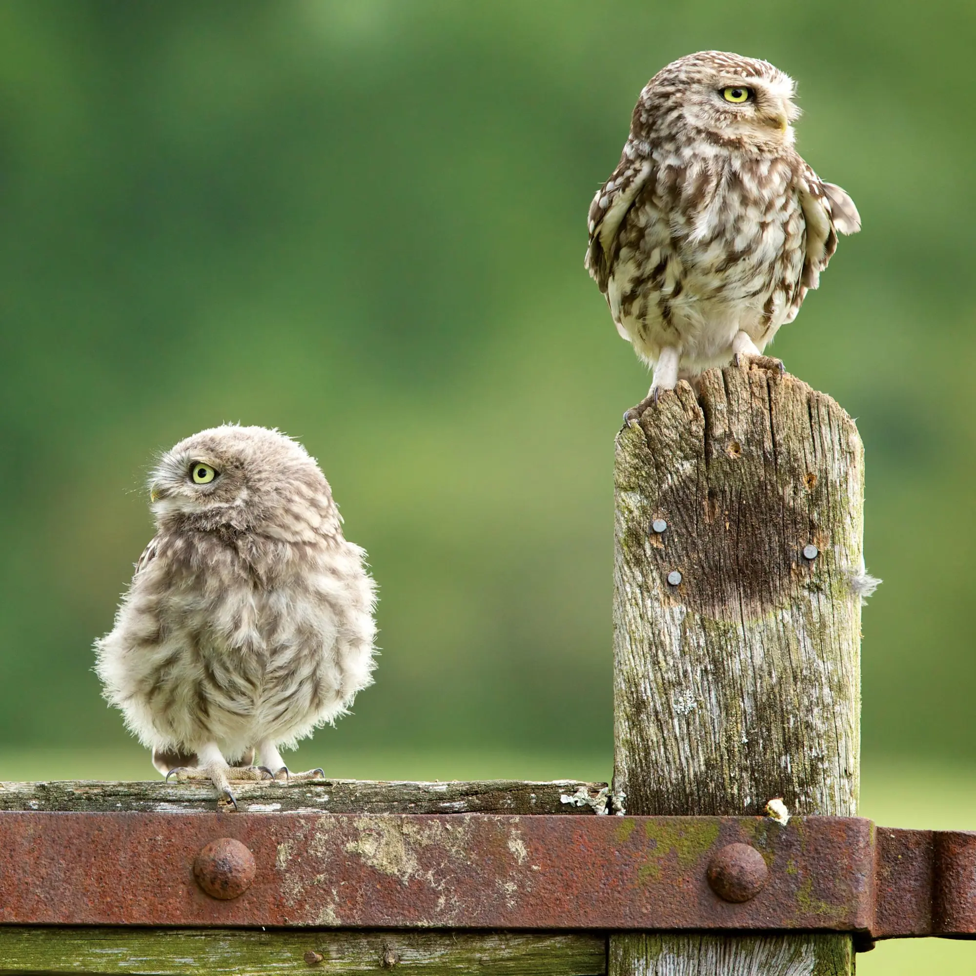 Bild: 9783959296045 | Tierbabys/Baby Animals 2026 | Kalender 2026 | Kalender | 28 S. | 2026