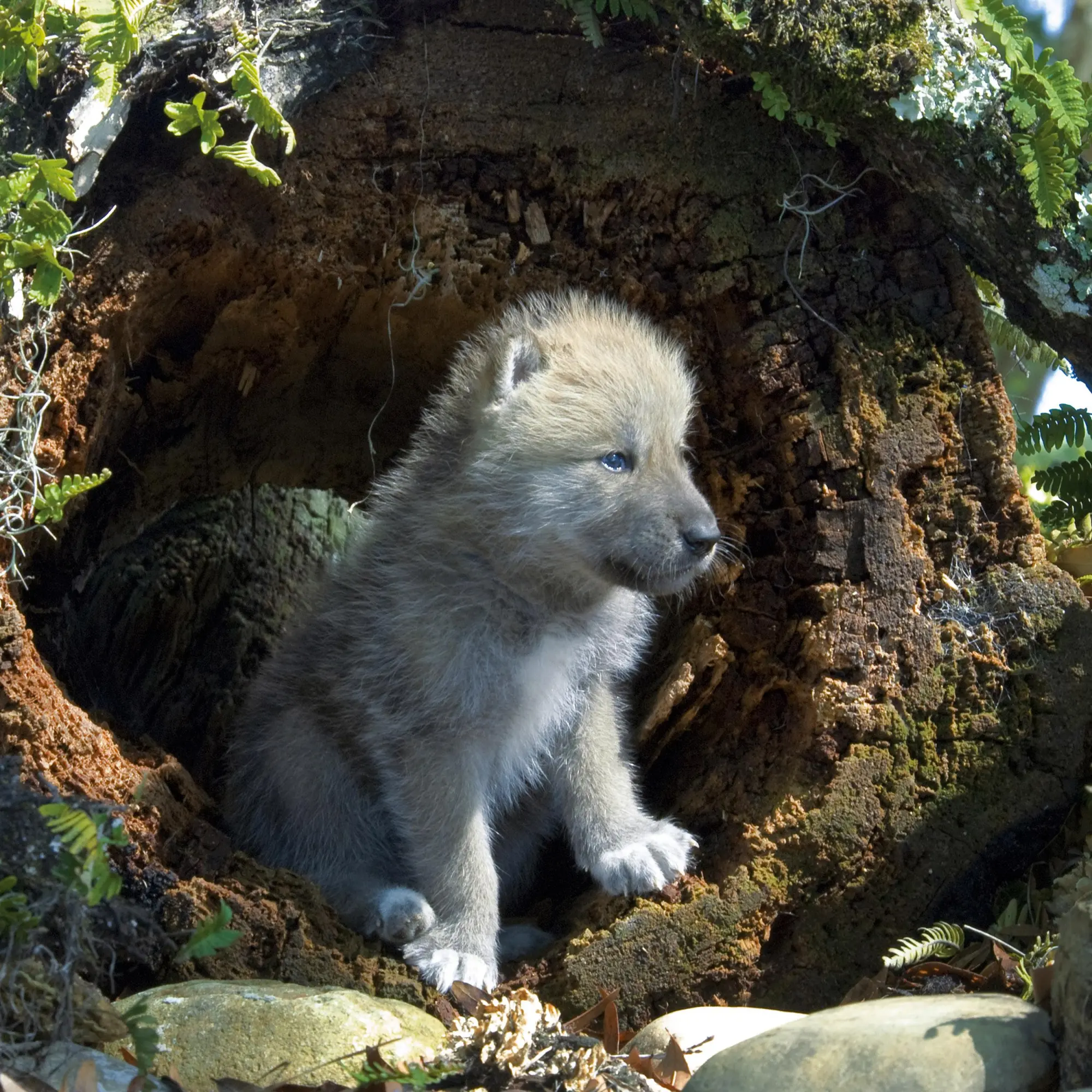 Bild: 9783959296045 | Tierbabys/Baby Animals 2026 | Kalender 2026 | Kalender | 28 S. | 2026