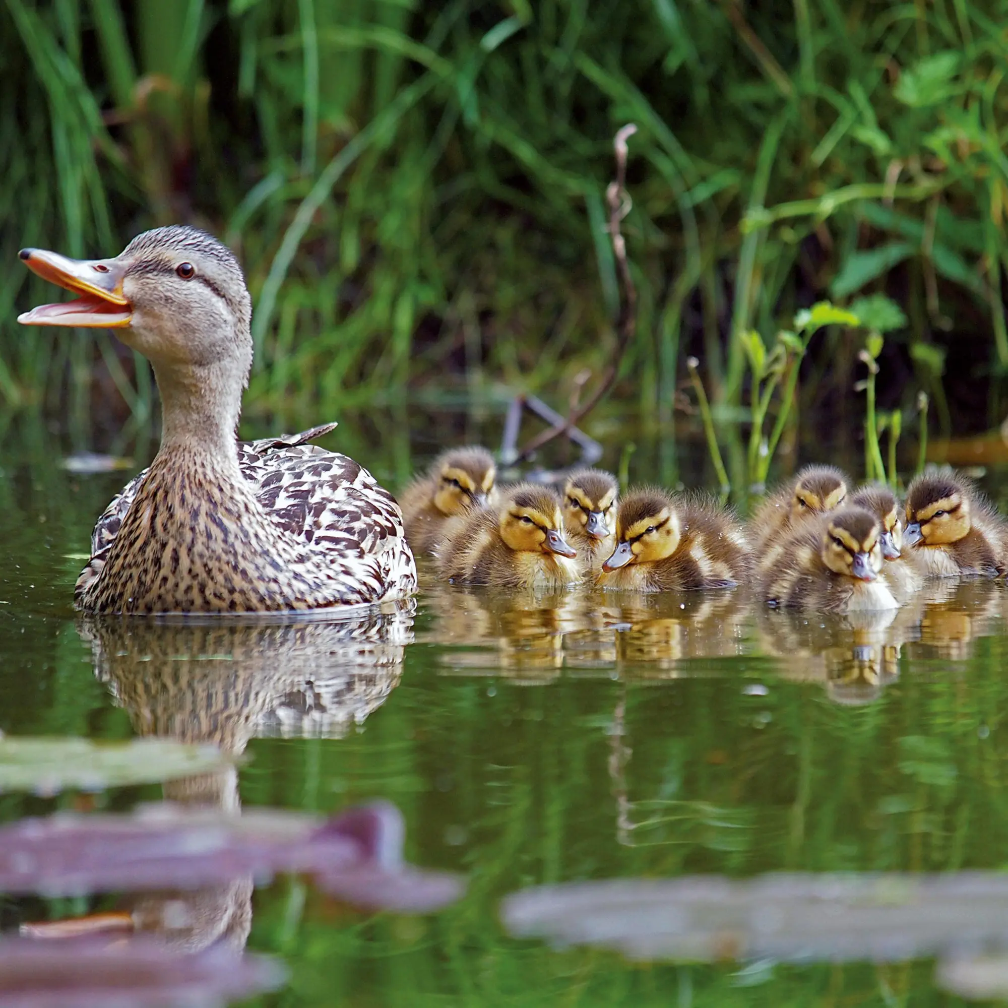 Bild: 9783959296045 | Tierbabys/Baby Animals 2026 | Kalender 2026 | Kalender | 28 S. | 2026