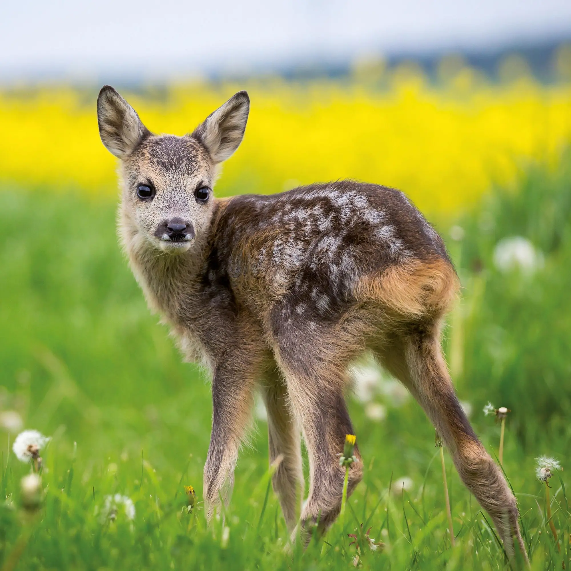 Bild: 9783959296045 | Tierbabys/Baby Animals 2026 | Kalender 2026 | Kalender | 28 S. | 2026