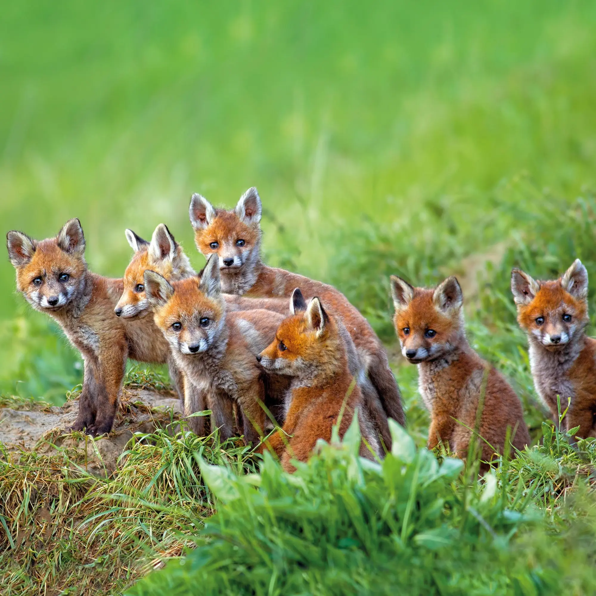 Bild: 9783959296045 | Tierbabys/Baby Animals 2026 | Kalender 2026 | Kalender | 28 S. | 2026