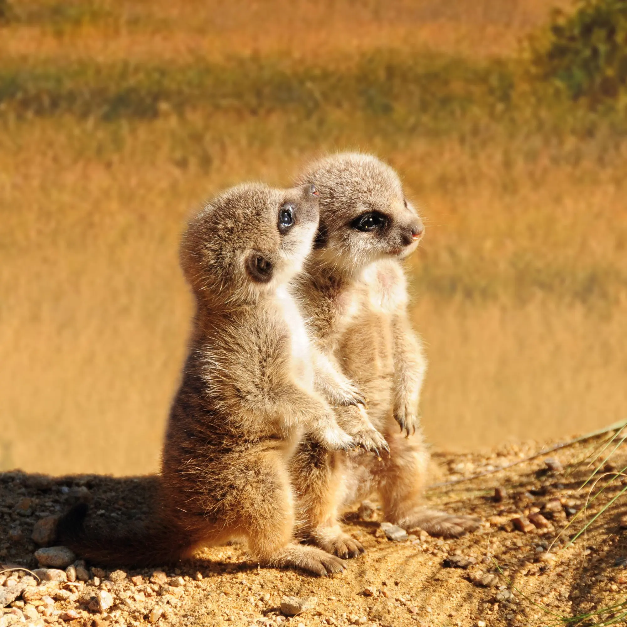 Bild: 9783959296045 | Tierbabys/Baby Animals 2026 | Kalender 2026 | Kalender | 28 S. | 2026