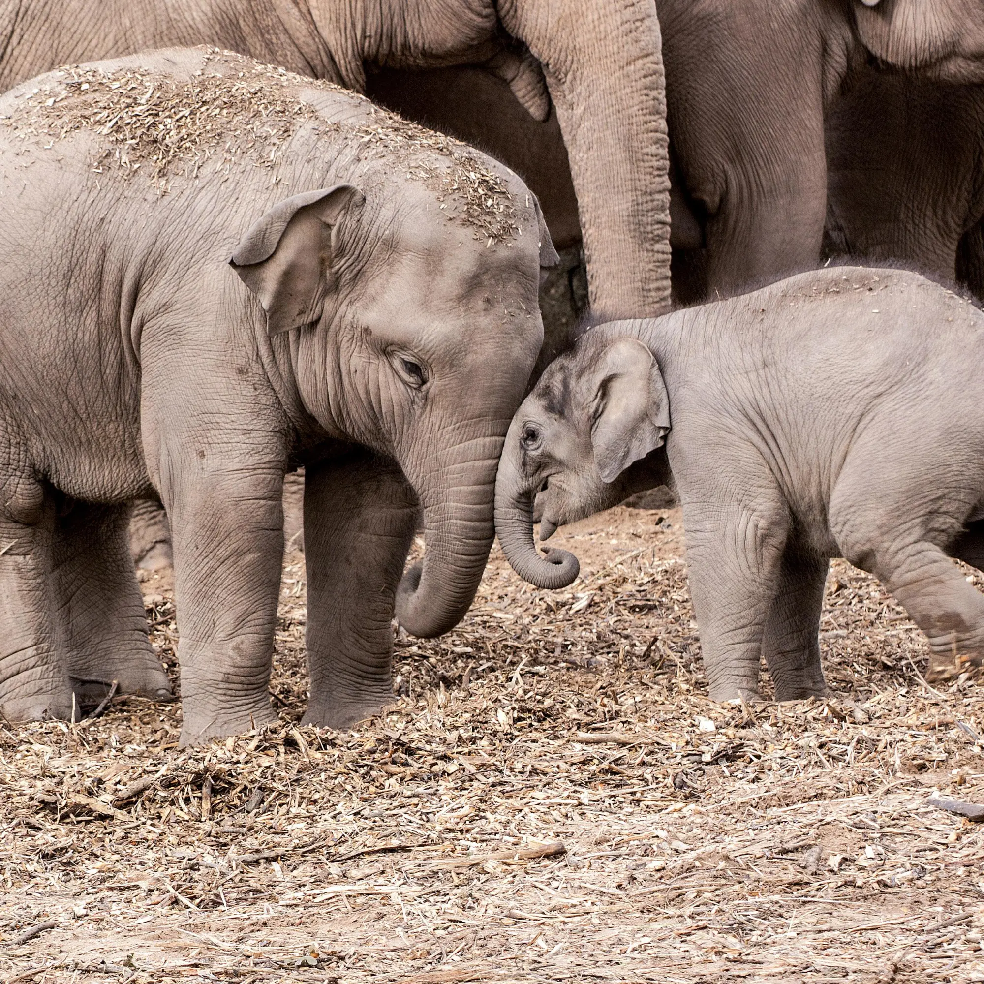 Bild: 9783959296045 | Tierbabys/Baby Animals 2026 | Kalender 2026 | Kalender | 28 S. | 2026