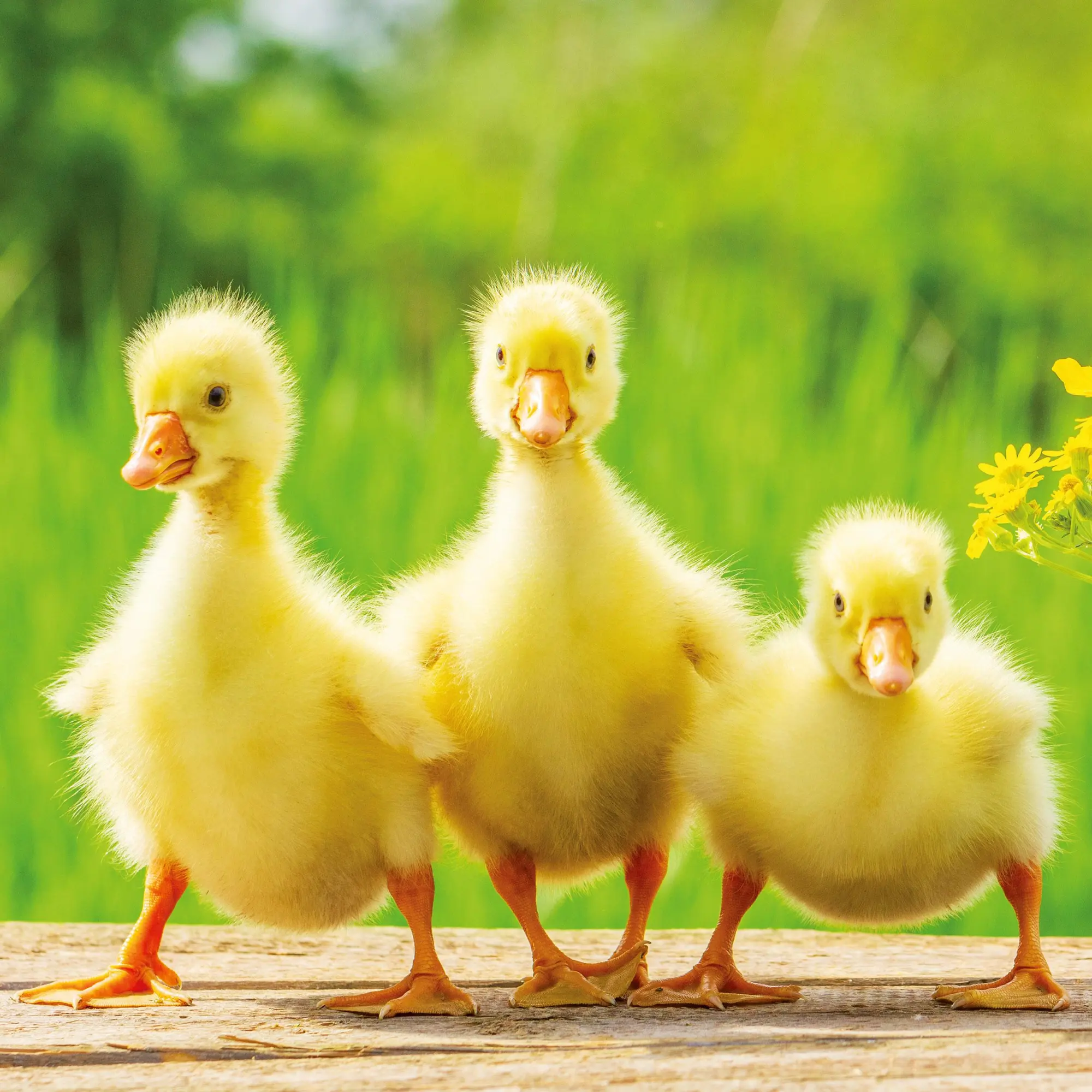 Bild: 9783959296045 | Tierbabys/Baby Animals 2026 | Kalender 2026 | Kalender | 28 S. | 2026