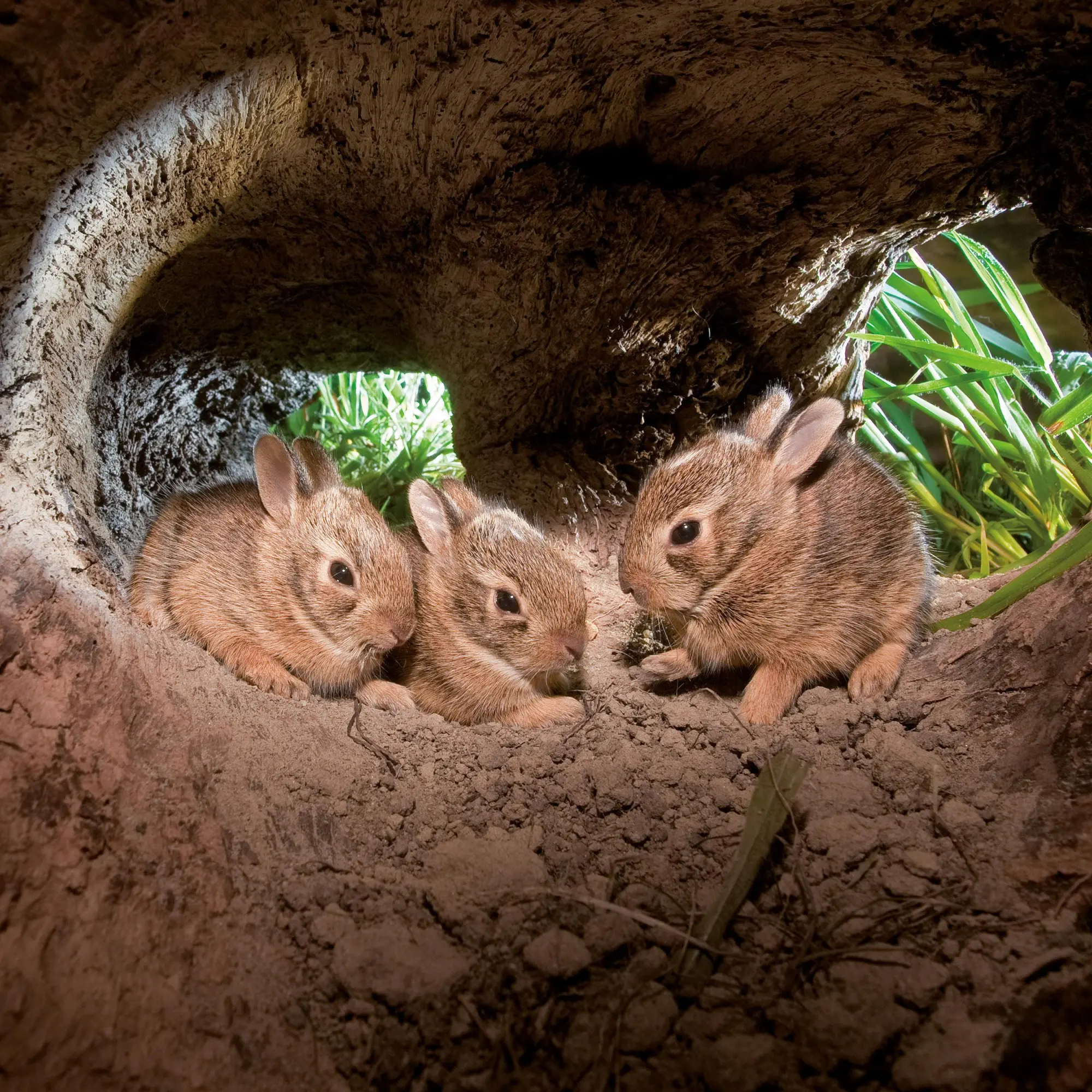 Bild: 9783959296045 | Tierbabys/Baby Animals 2026 | Kalender 2026 | Kalender | 28 S. | 2026