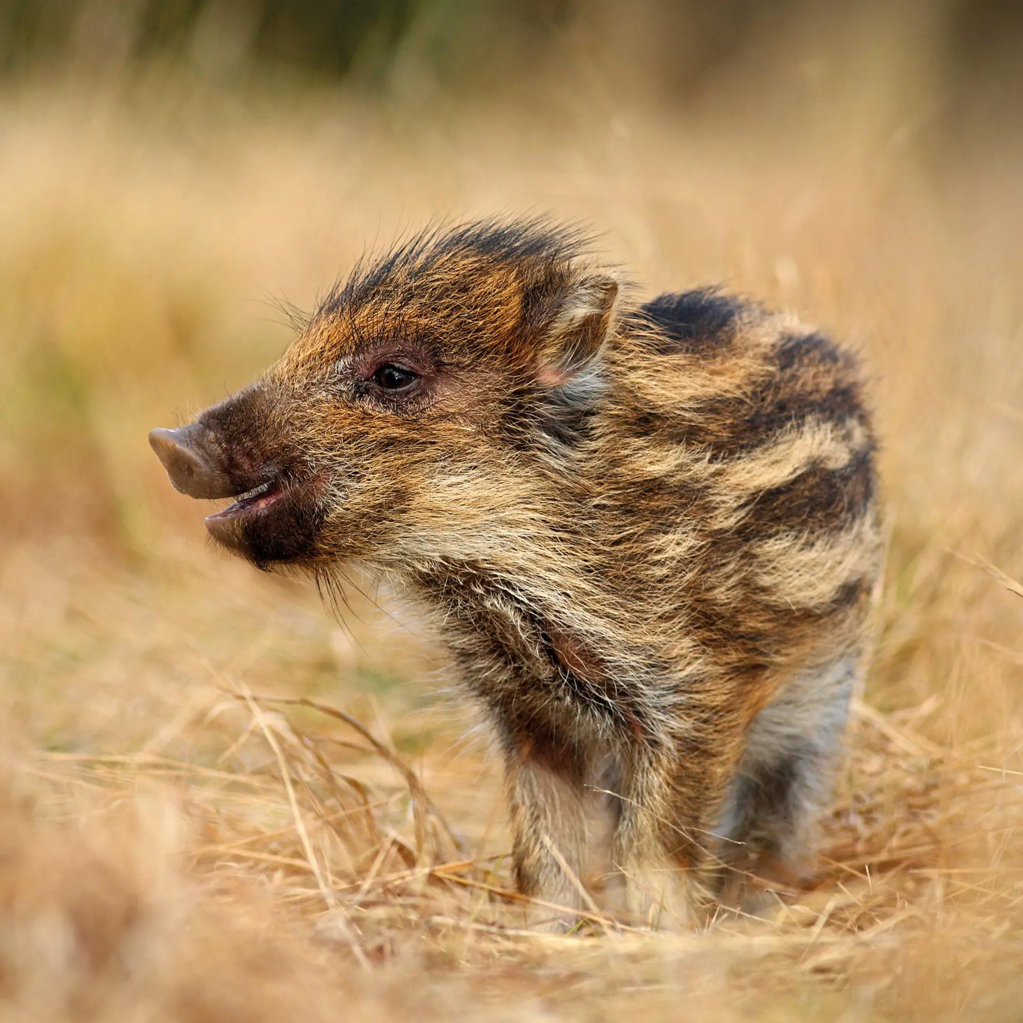Bild: 9783959296045 | Tierbabys/Baby Animals 2026 | Kalender 2026 | Kalender | 28 S. | 2026