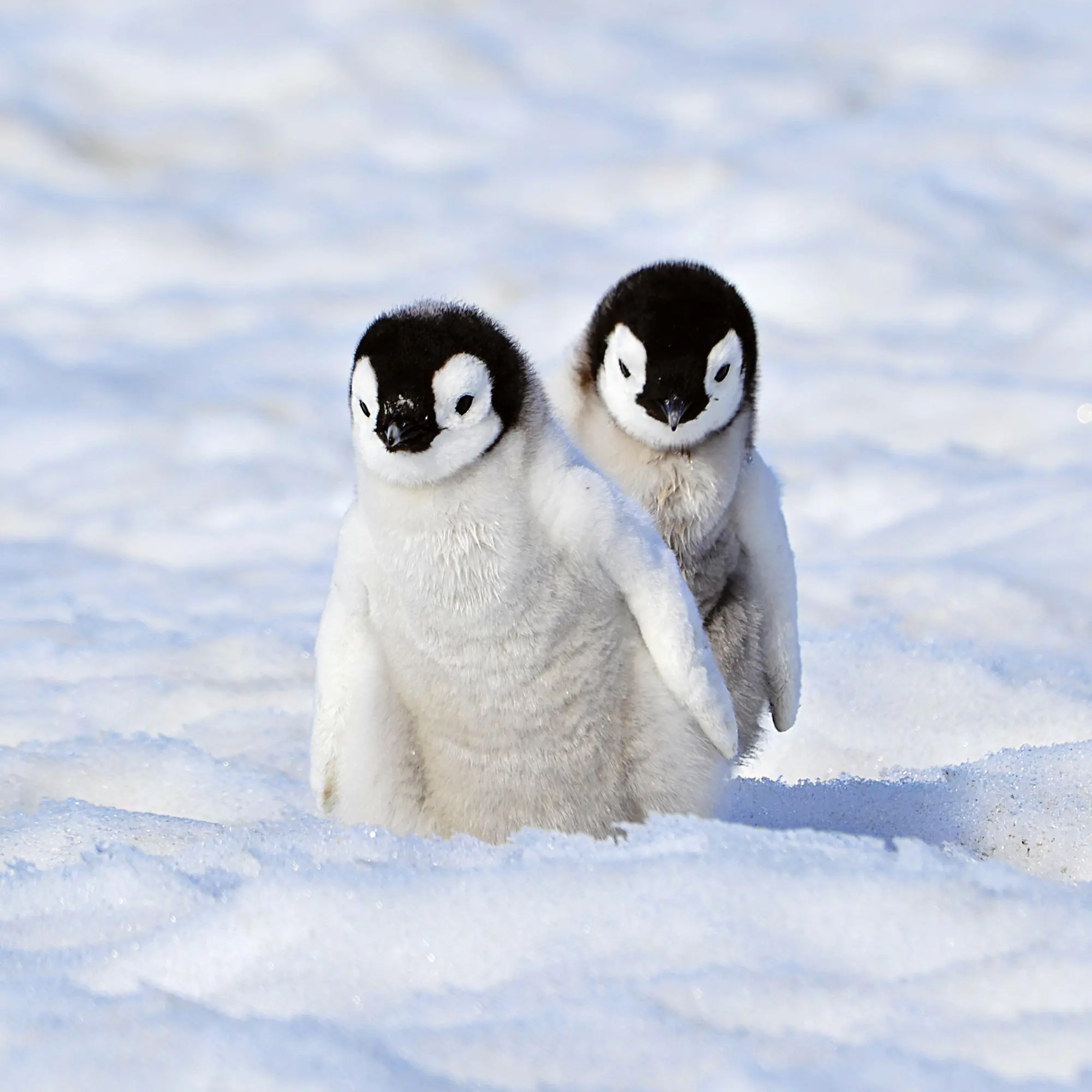 Bild: 9783959296045 | Tierbabys/Baby Animals 2026 | Kalender 2026 | Kalender | 28 S. | 2026