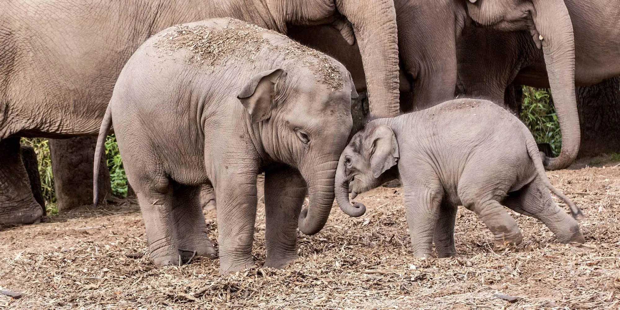 Bild: 9783959296045 | Tierbabys/Baby Animals 2026 | Kalender 2026 | Kalender | 28 S. | 2026