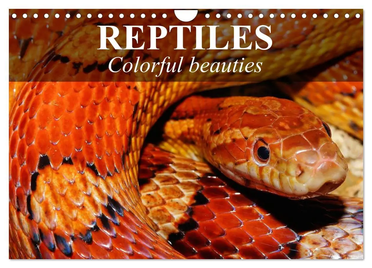 Cover: 9783516576245 | Reptiles Colorful beauties (Wall Calendar 2026 DIN A4 landscape),...
