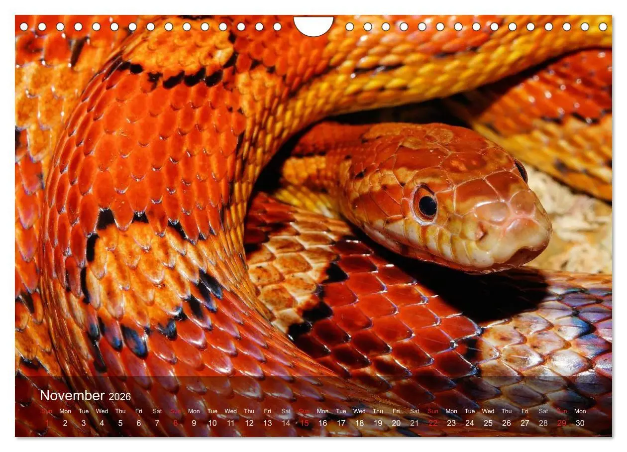 Bild: 9783516576245 | Reptiles Colorful beauties (Wall Calendar 2026 DIN A4 landscape),...