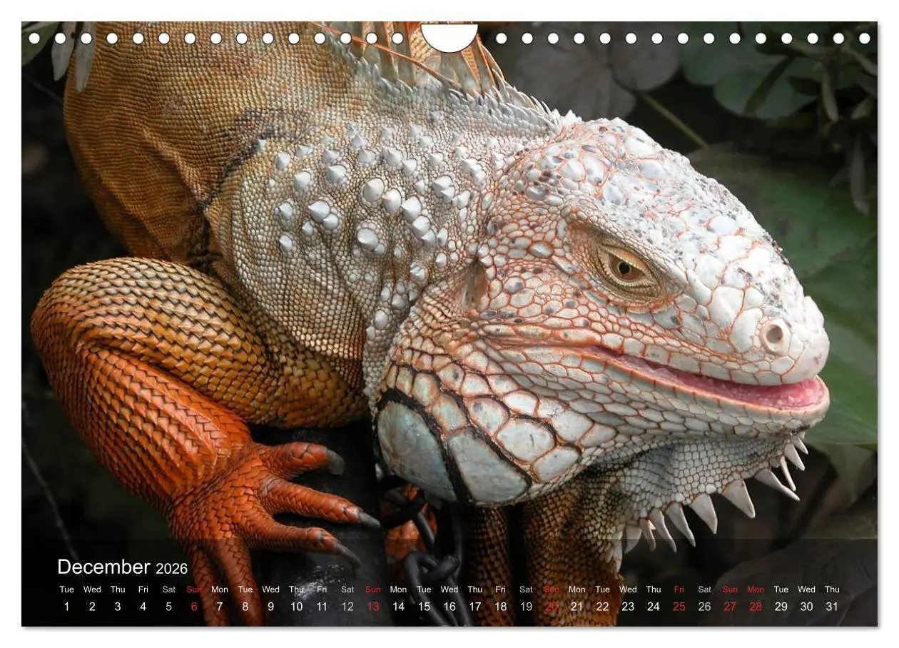 Bild: 9783516576245 | Reptiles Colorful beauties (Wall Calendar 2026 DIN A4 landscape),...