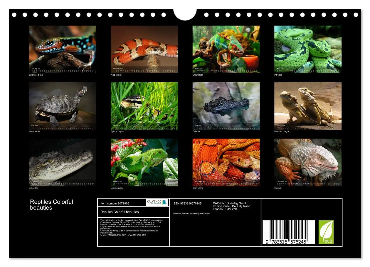 Bild: 9783516576245 | Reptiles Colorful beauties (Wall Calendar 2026 DIN A4 landscape),...