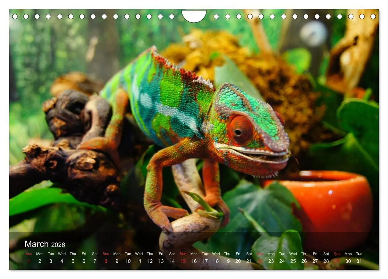 Bild: 9783516576245 | Reptiles Colorful beauties (Wall Calendar 2026 DIN A4 landscape),...