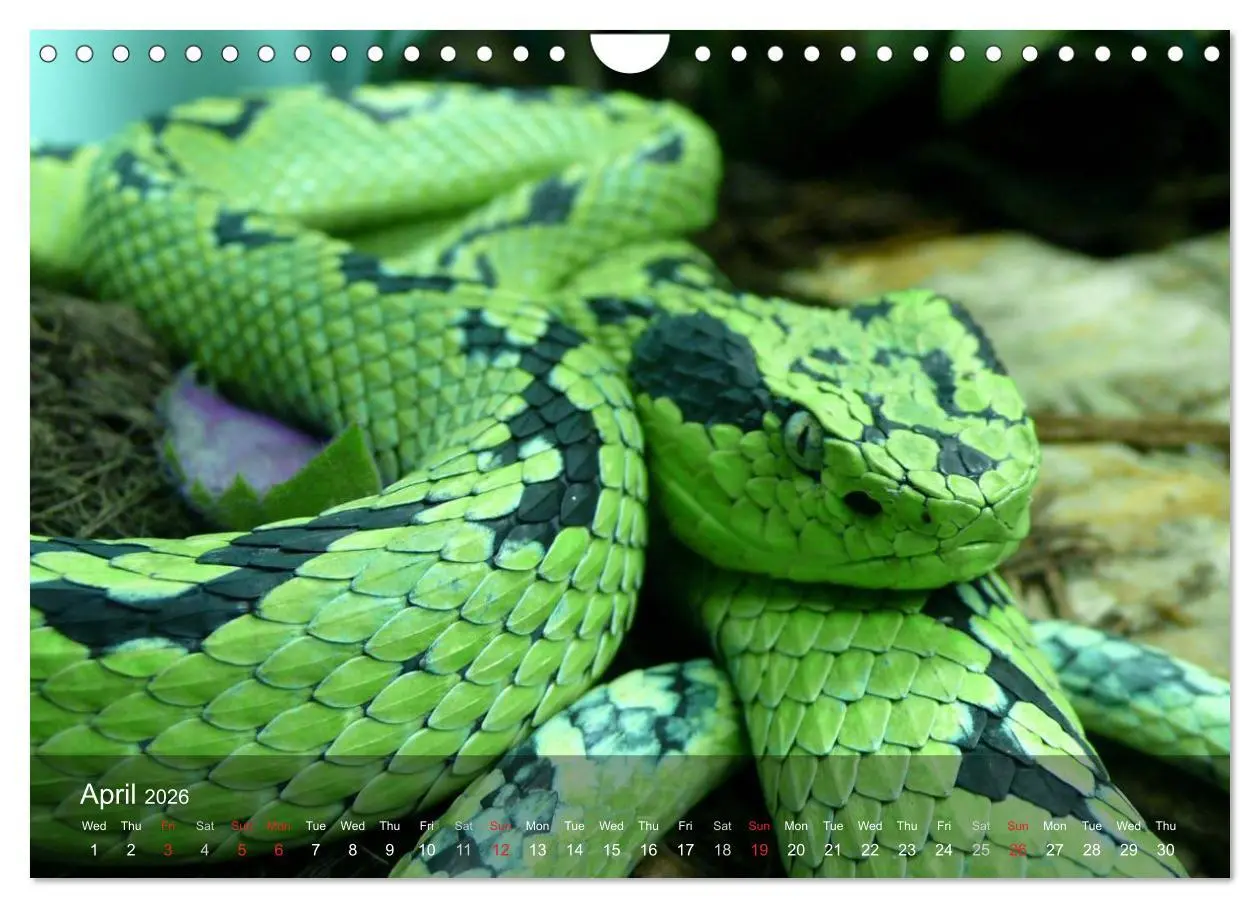 Bild: 9783516576245 | Reptiles Colorful beauties (Wall Calendar 2026 DIN A4 landscape),...