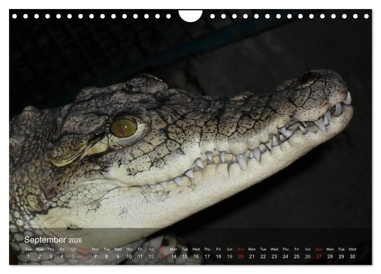 Bild: 9783516576245 | Reptiles Colorful beauties (Wall Calendar 2026 DIN A4 landscape),...