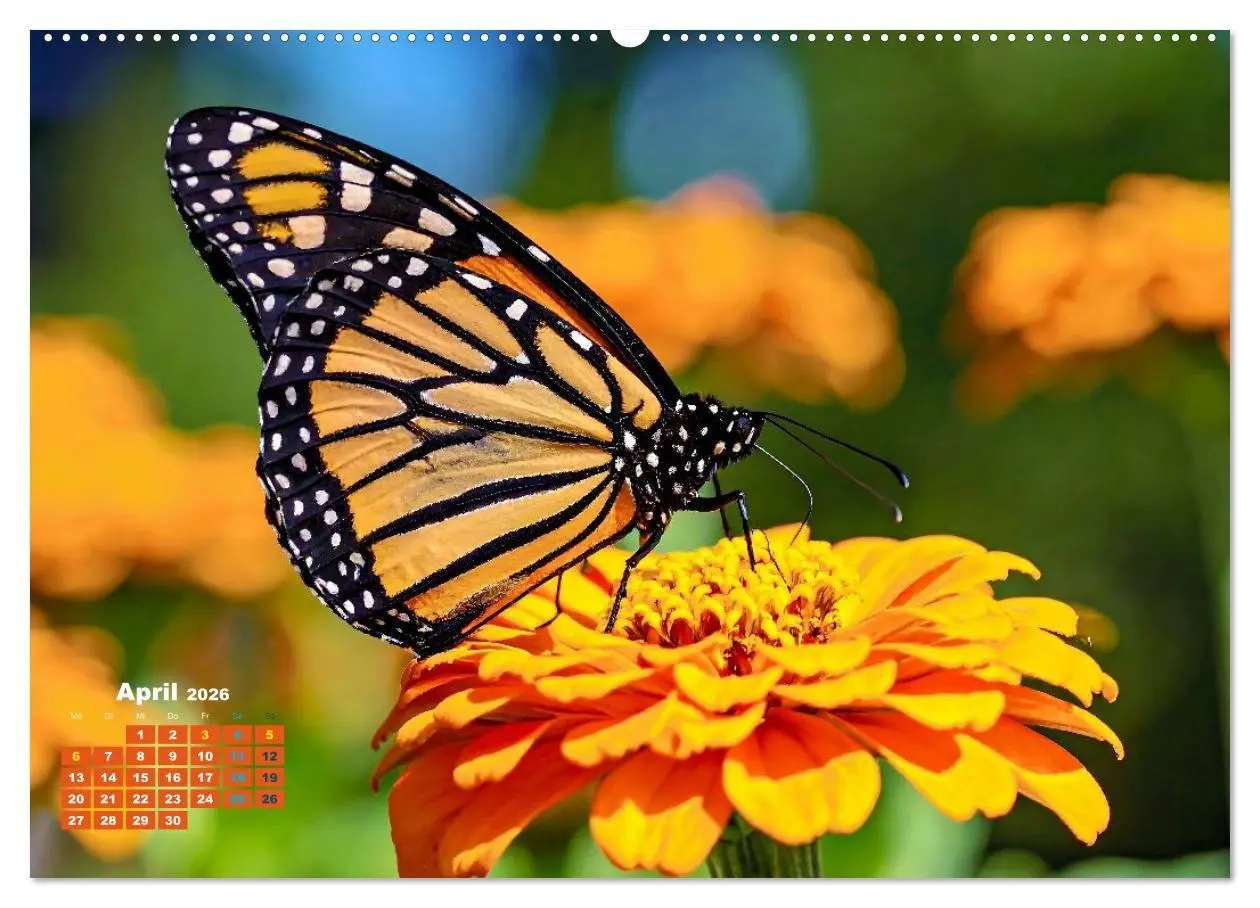 Bild: 9783516706345 | Die Welt in Orange (Wandkalender 2026 DIN A2 quer), CALVENDO...
