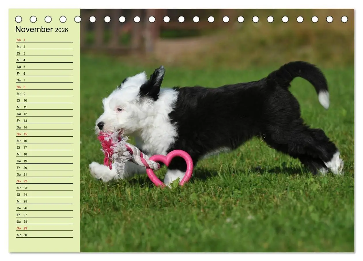 Bild: 9783516006445 | Traumhund Bobtail (Tischkalender 2026 DIN A5 quer), CALVENDO...